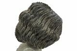 Large, Drotops Trilobite With Good Eyes - Mrakib, Morocco #171550-4